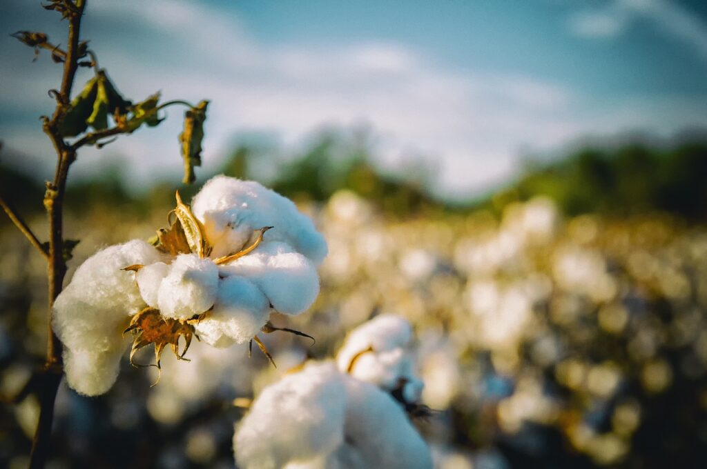 cotton, south, alabama-2807360.jpg